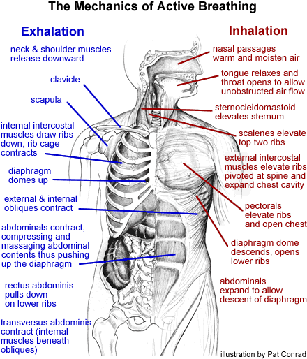 The Mechanics of Active Breathing poster